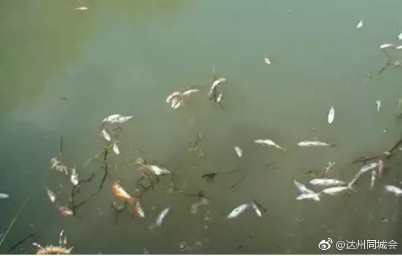湖南鱼塘鱼群死亡事件，人为毒杀引发关注热议