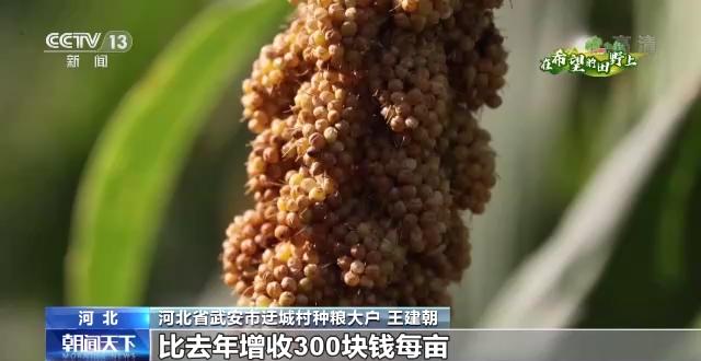 全国秋粮收获近六成，喜讯连连丰收在望🍂