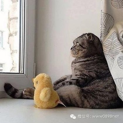 王欣瑜再现猫咪狩猎，成长之路与自信成就感的魔法之旅