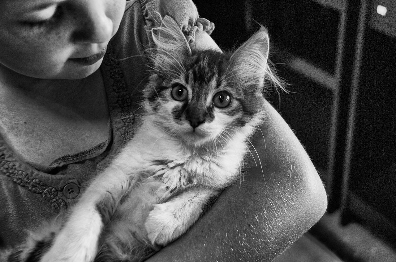 王欣瑜再现猫咪狩猎，时代背景下的璀璨瞬间