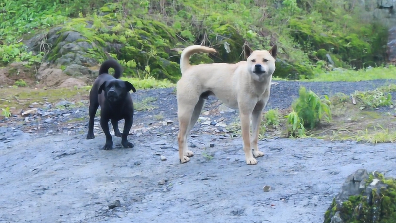 中华田园犬勇战毒蛇，神秘小店守护小巷安全纪实