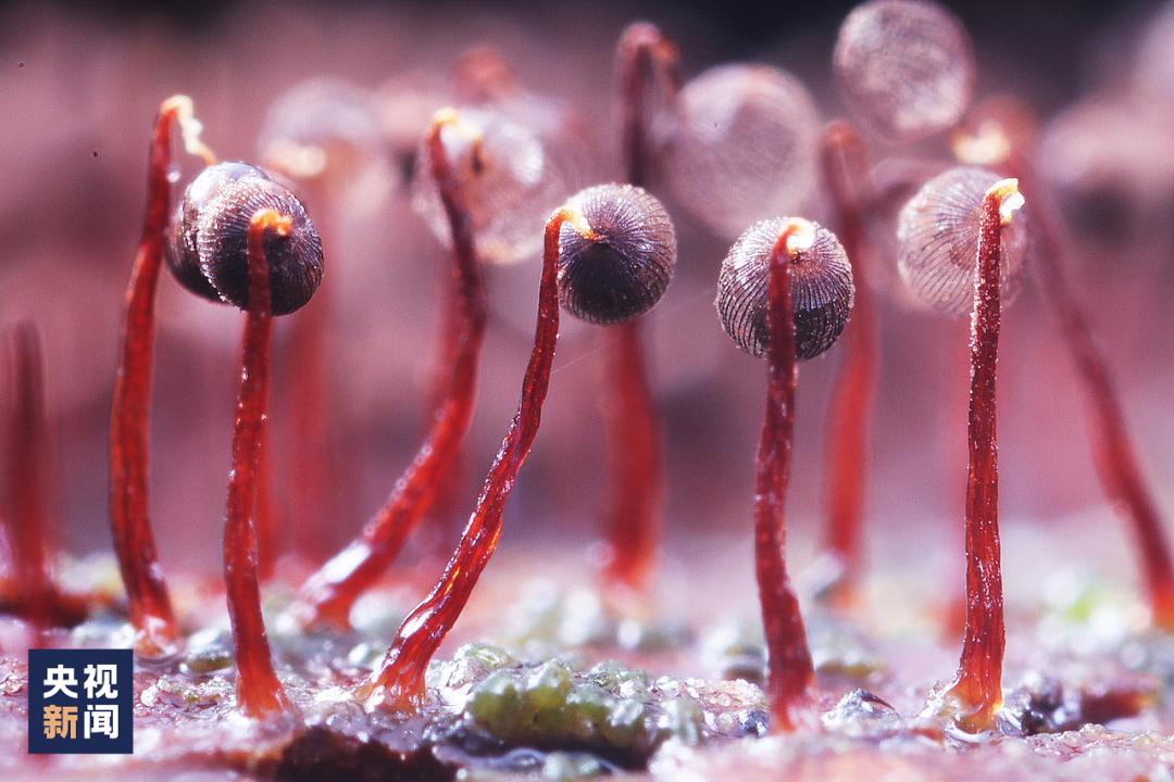 年轻人热衷养黏菌，黏菌成新型宠物风尚