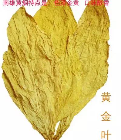最新黄金叶制作步骤指南，从选材到成品全解析