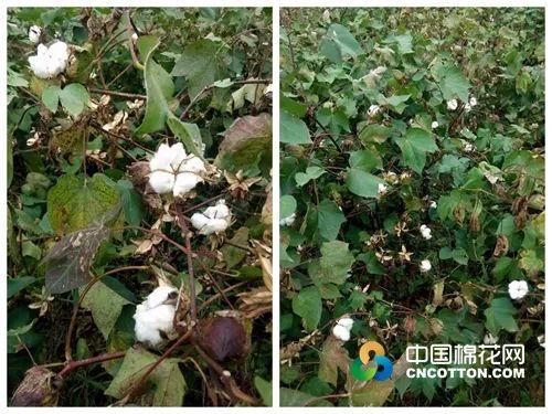 山东籽棉最新收购价格，机遇与挑战的超越之旅