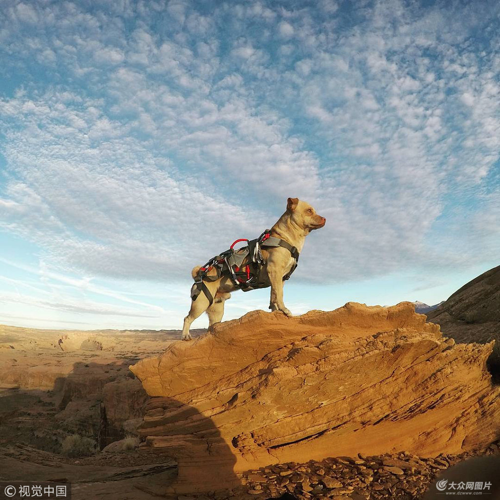 疯狗萨最新，自然美景探索之旅