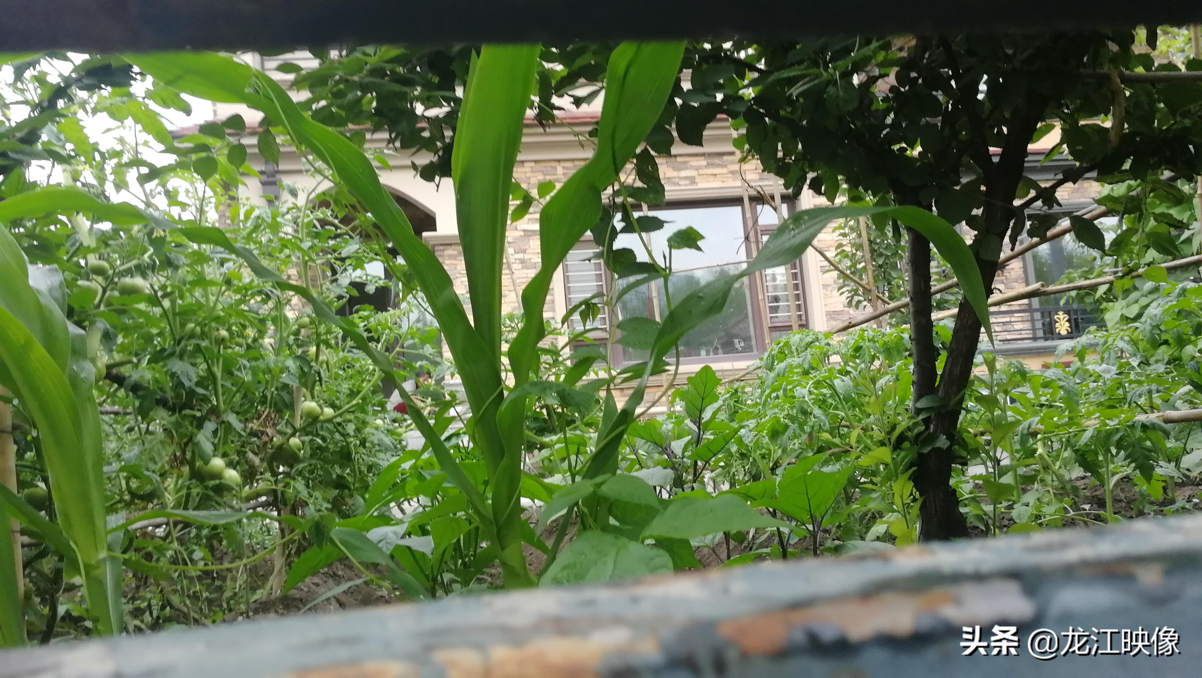 哈尔滨玉米价格最新动态更新