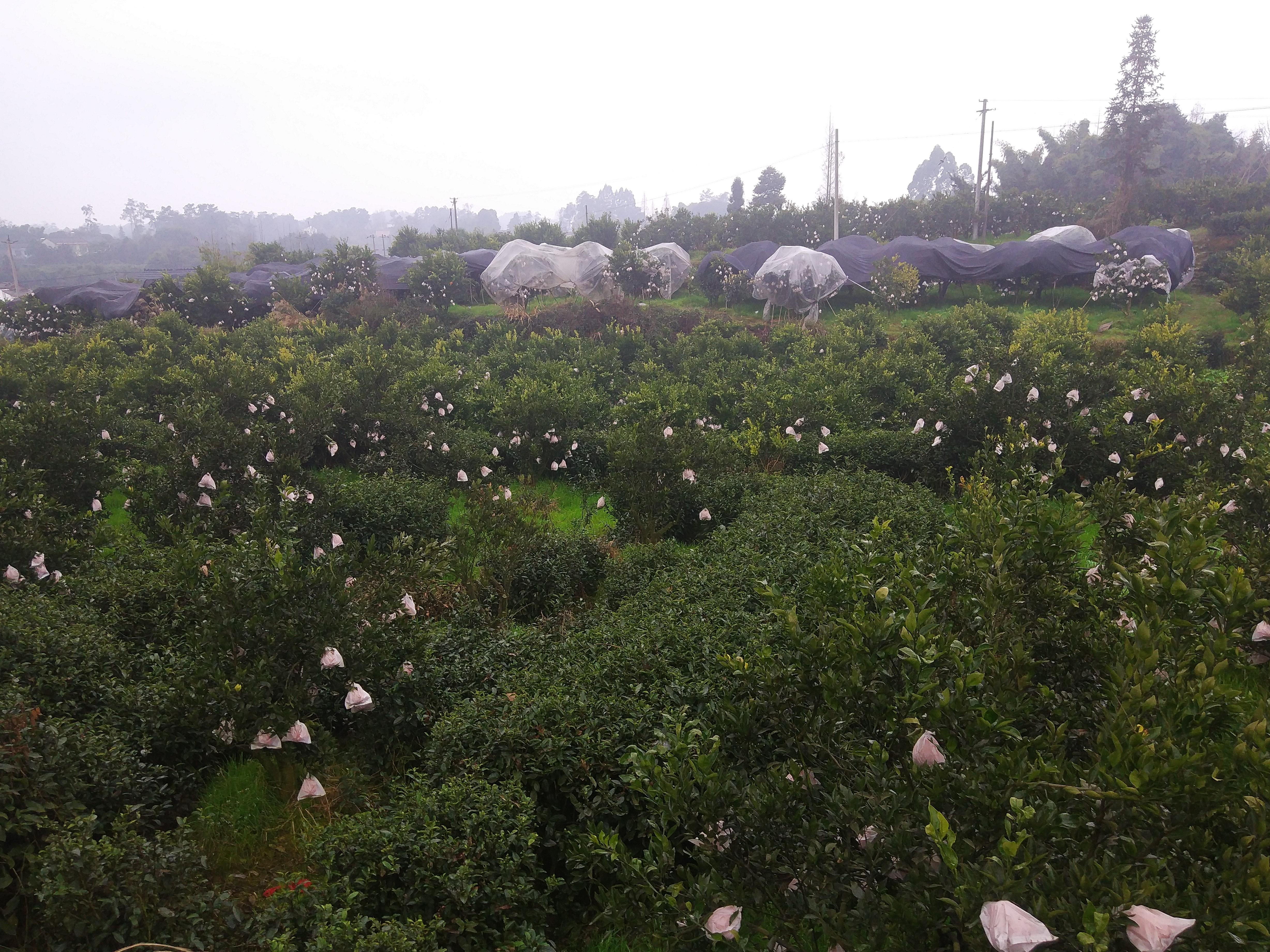 旅游行情深度解析，热门目的地探索与未来趋势展望