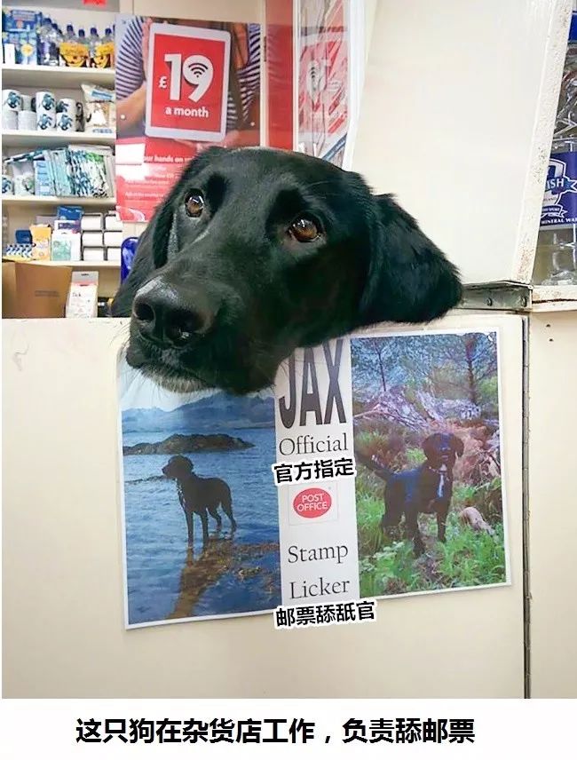 关于狗狗的电影盘点，一场温馨寻宠之旅