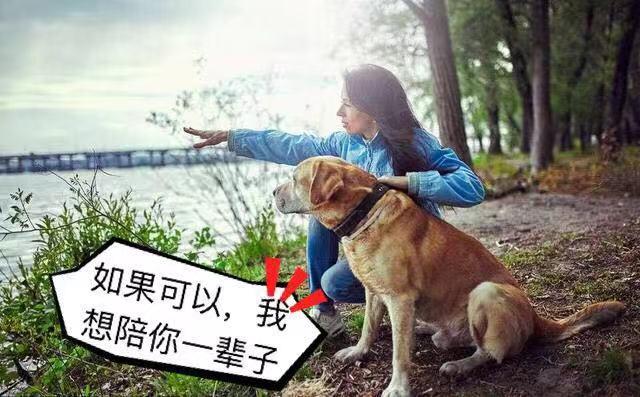 明星养狗生活，与大自然同行，寻找内心的宁静与平和
