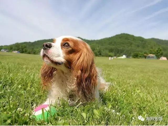 狗最新规定，轻松探索自然美景之旅
