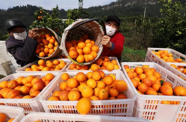 柑桔最新排名揭秘，小巷深处的秘密小店带你领略独特风味！